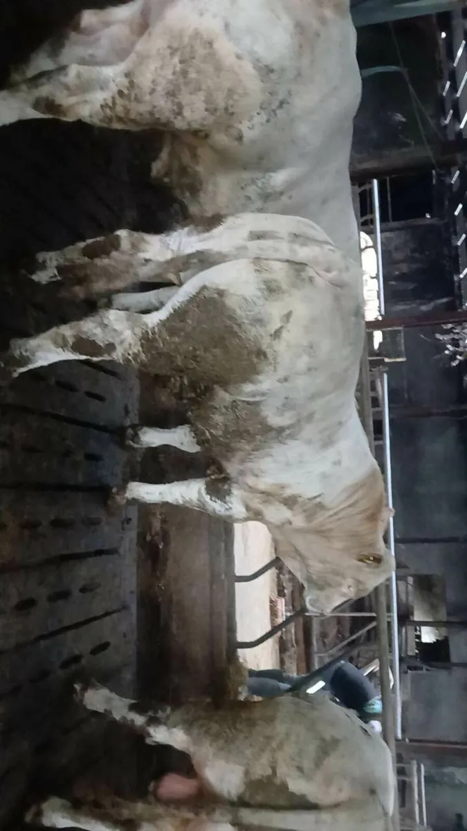Cattle - Image 1