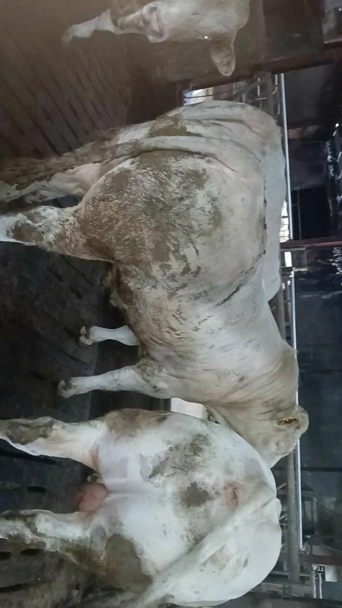 Cattle - Image 2