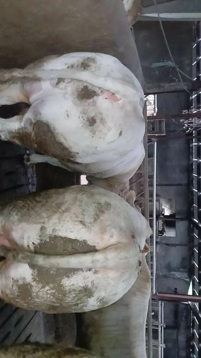 Cattle - Image 3