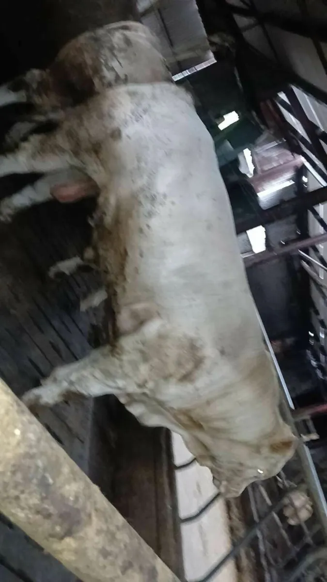 Cattle - Image 4