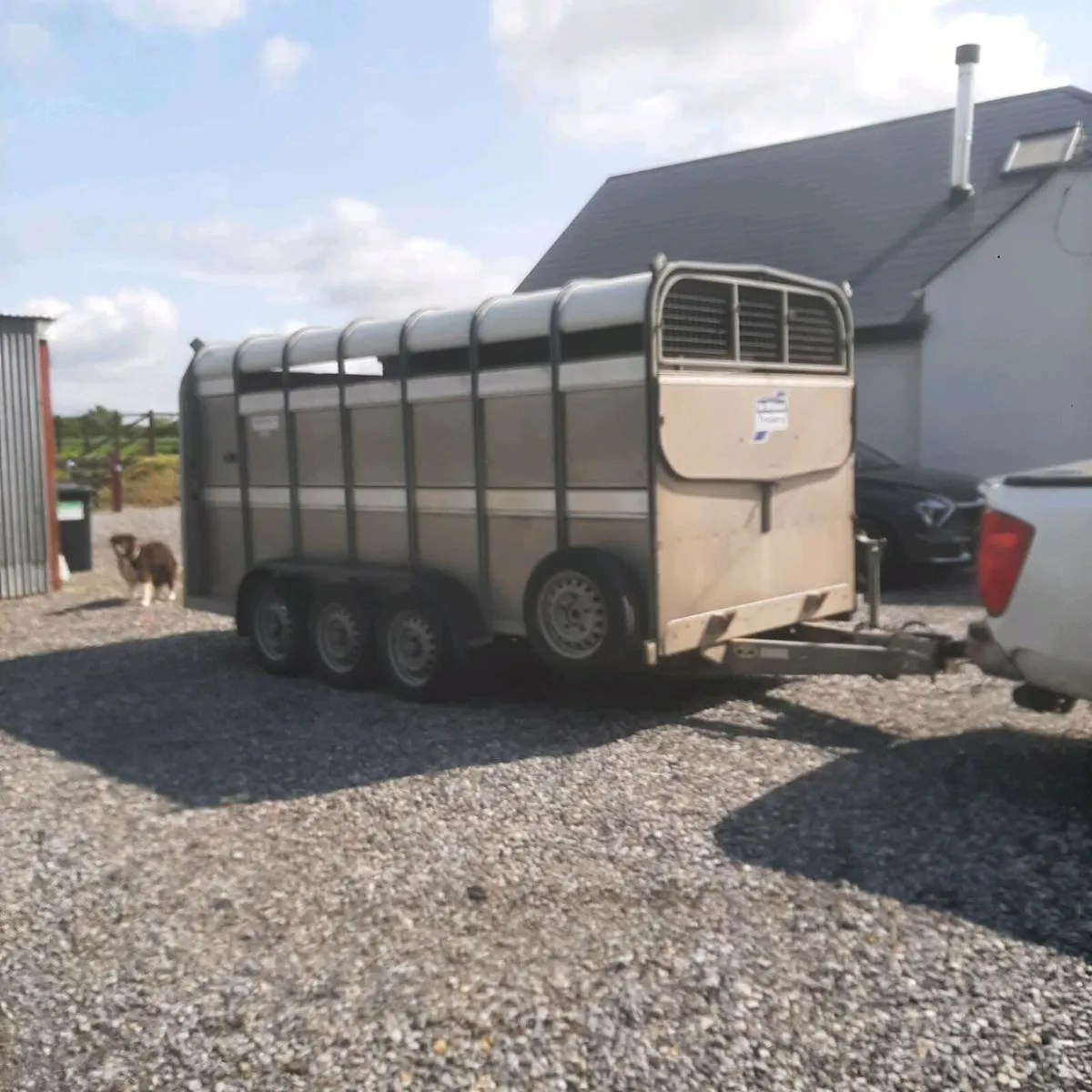 Immaculate Cattle trailer - Image 2