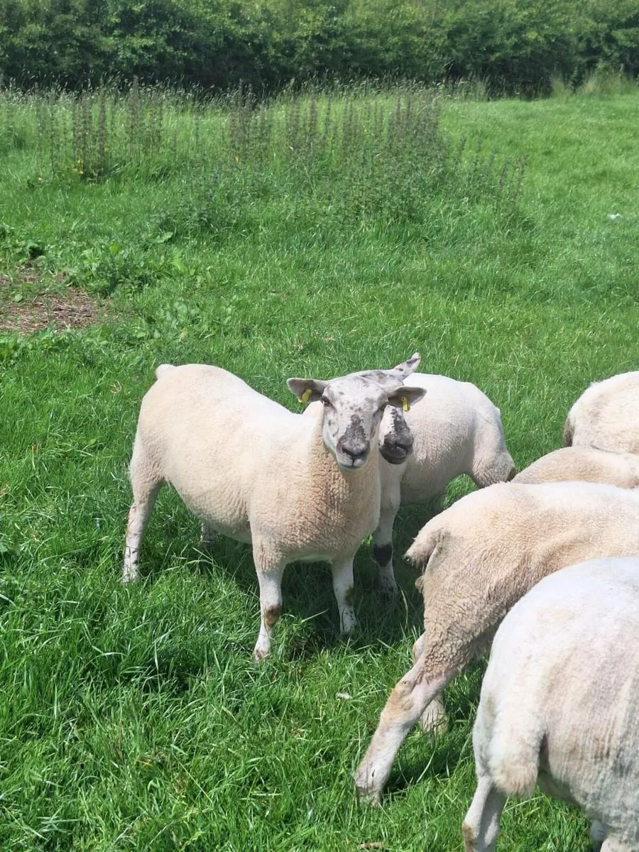 Ewe Hoggets - Image 1