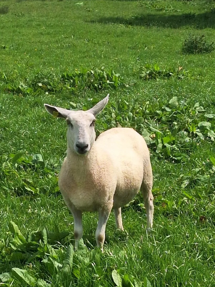 Ewe Hoggets - Image 2