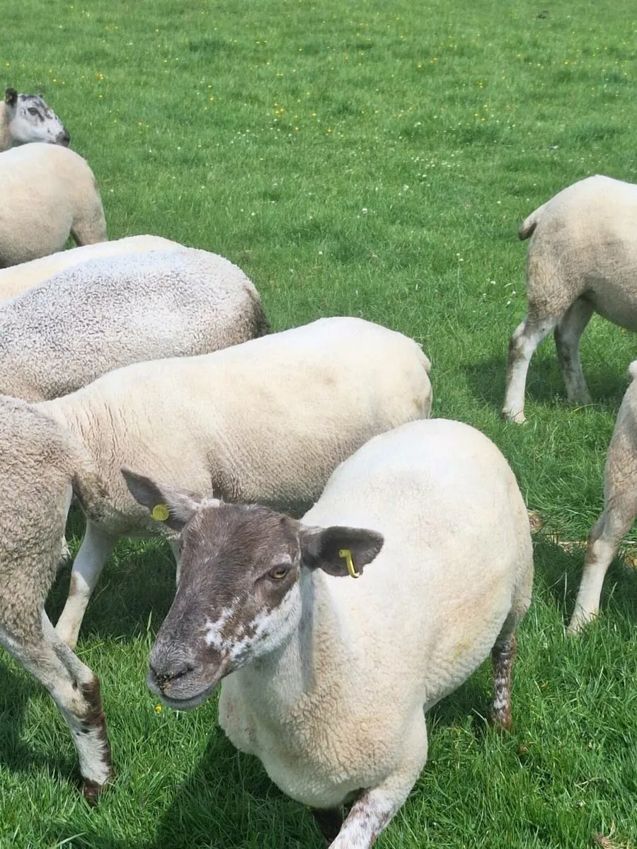 Ewe Hoggets - Image 3
