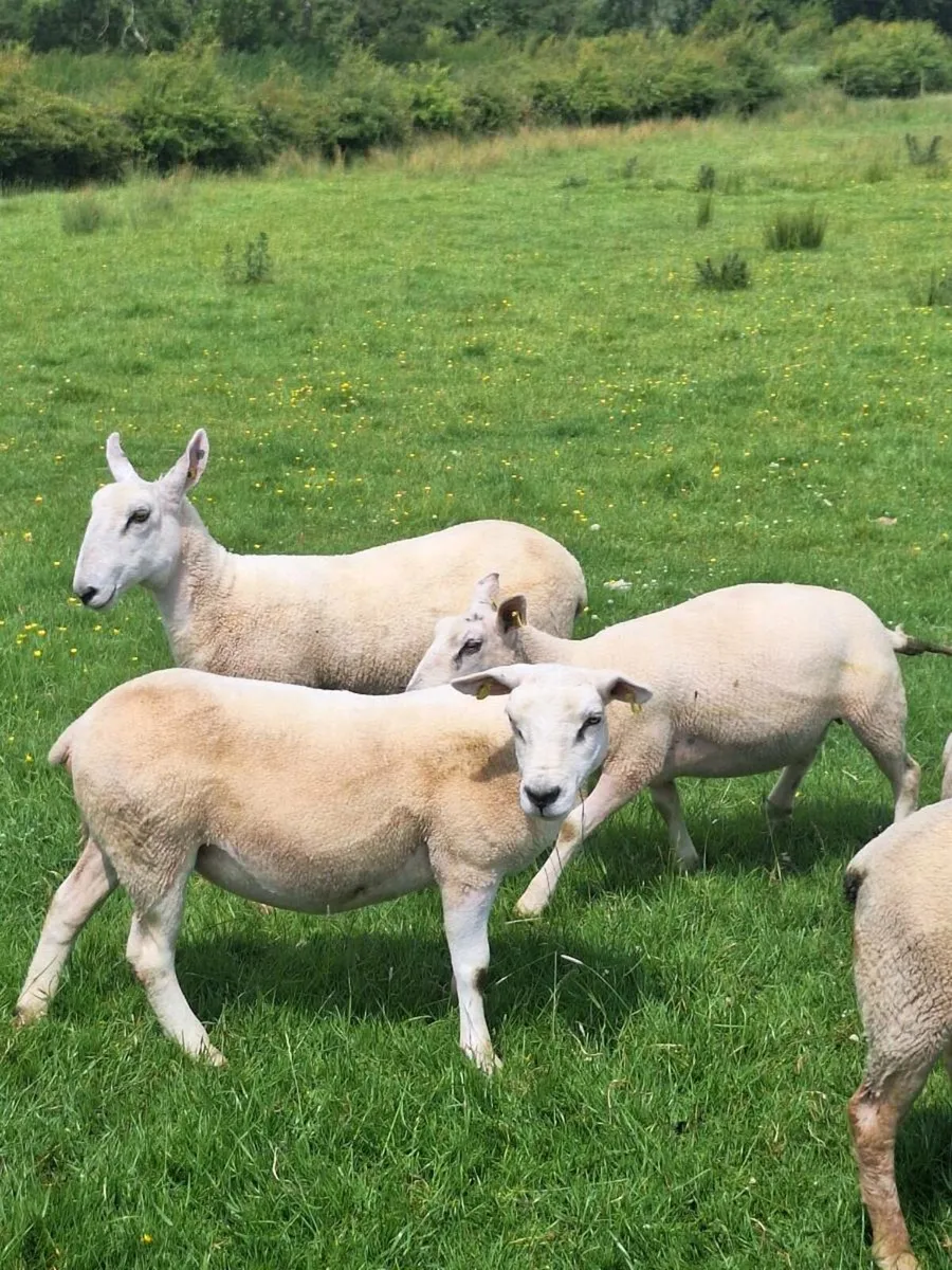 Ewe Hoggets - Image 4
