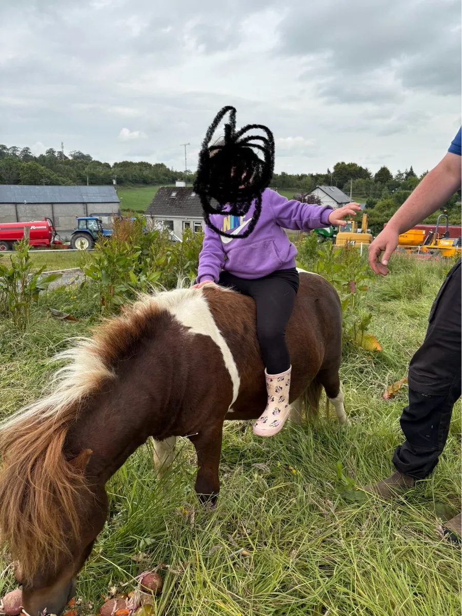 Shetland stallion - Image 2