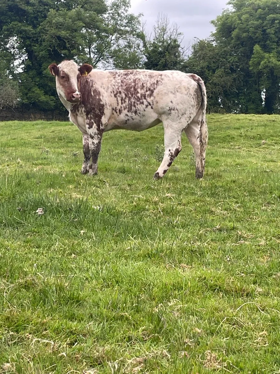 Super roan heifer - Image 1