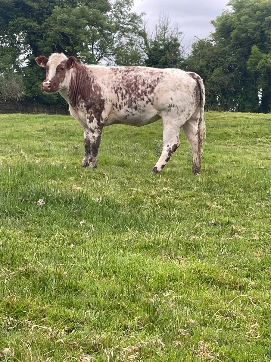 Super roan heifer - Image 2
