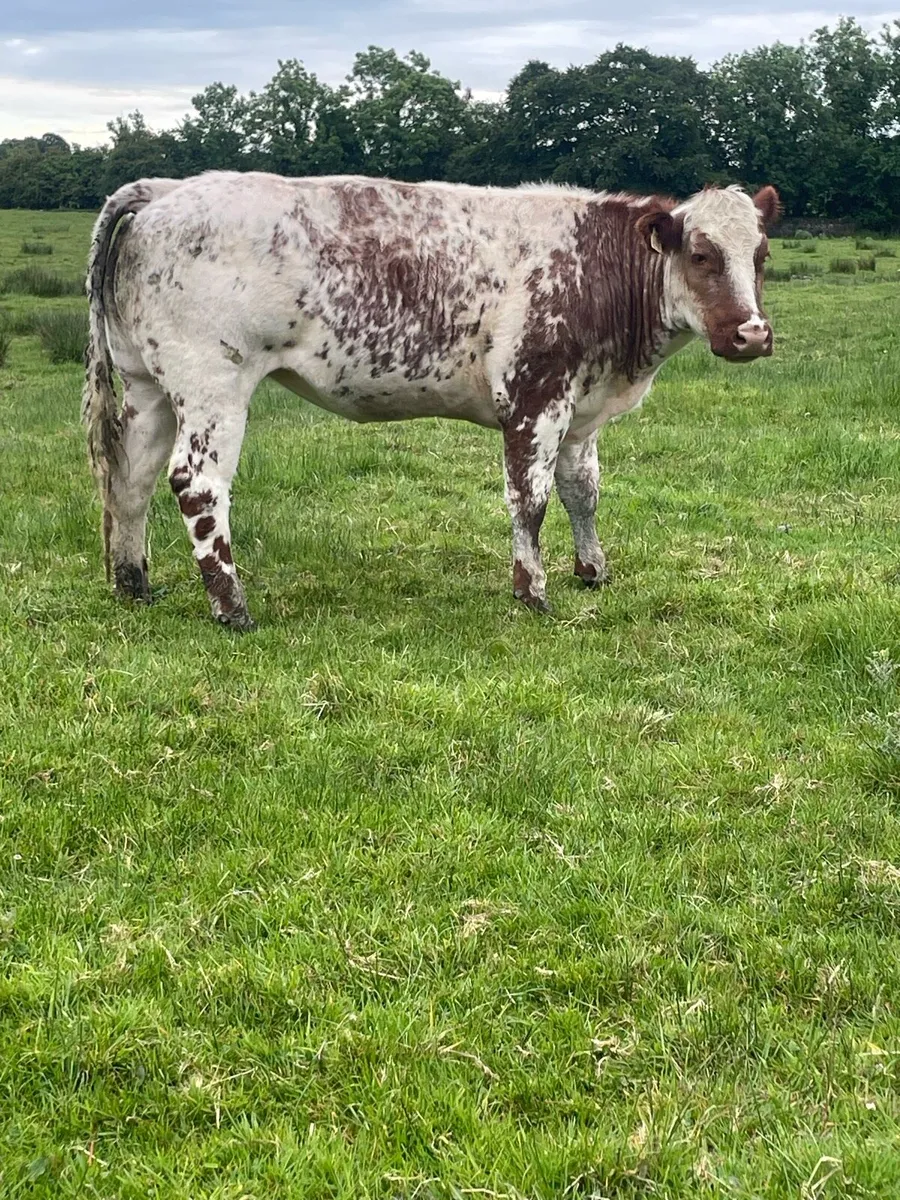 Super roan heifer - Image 3