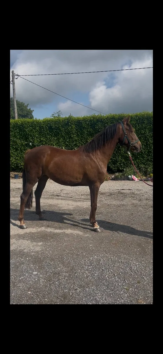 15.1 3 year old filly - Image 4