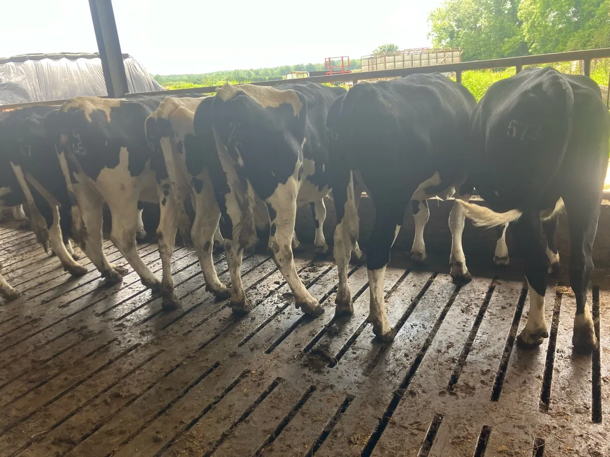 Dry cull cows - Image 1