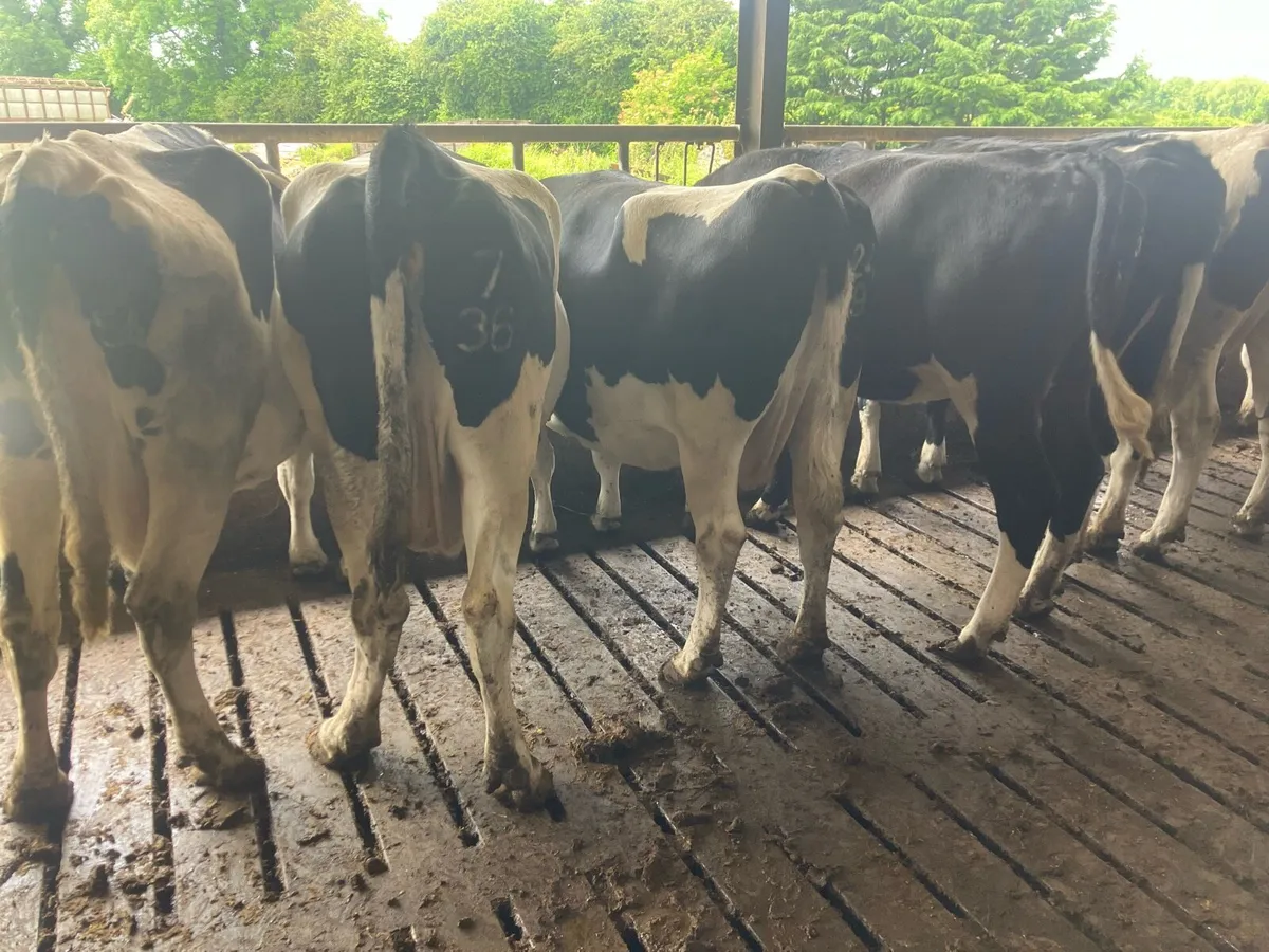Dry cull cows - Image 2