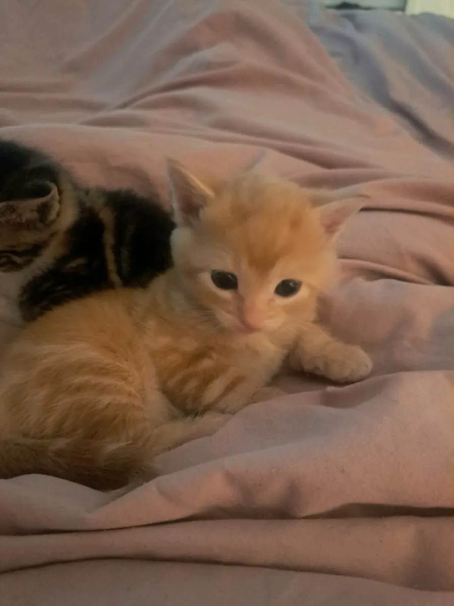 Kittens - Image 4