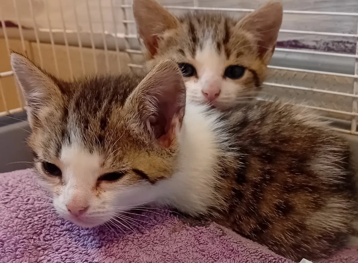 Kittens - Image 1