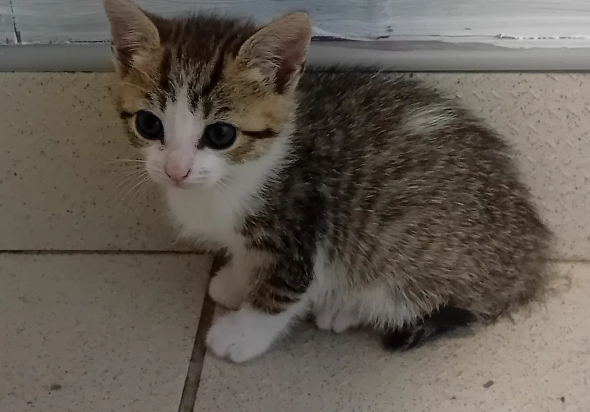 Kittens - Image 2