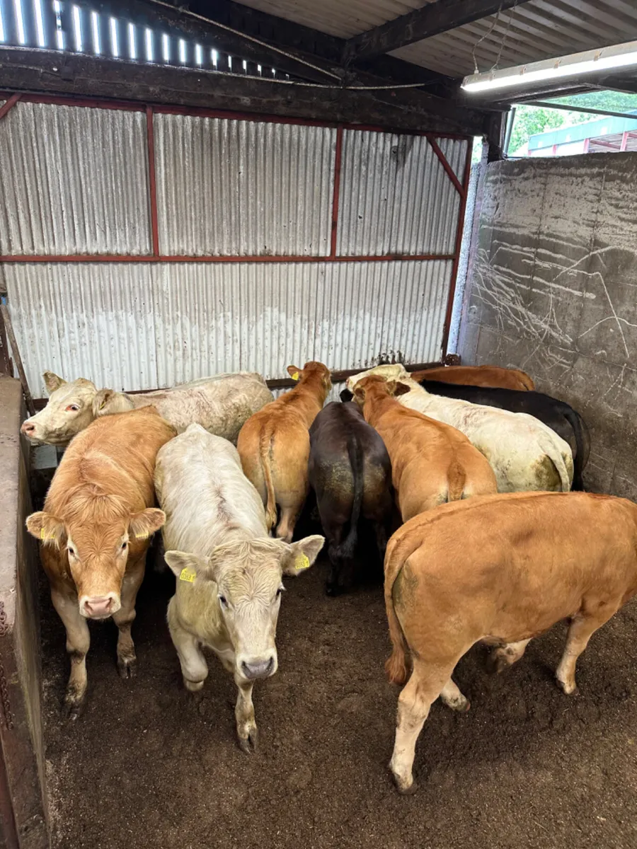 U and E grade bullocks - Image 1