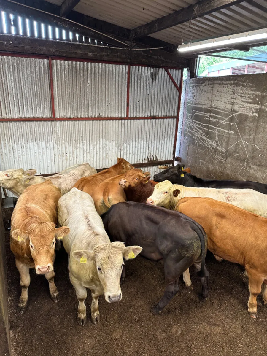 U and E grade bullocks - Image 4