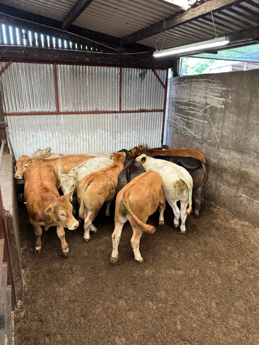 U and E grade bullocks - Image 2