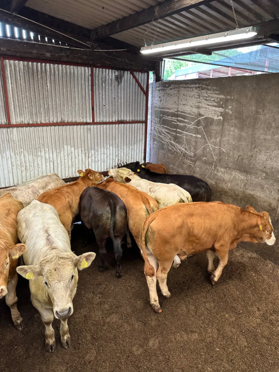 U and E grade bullocks - Image 3