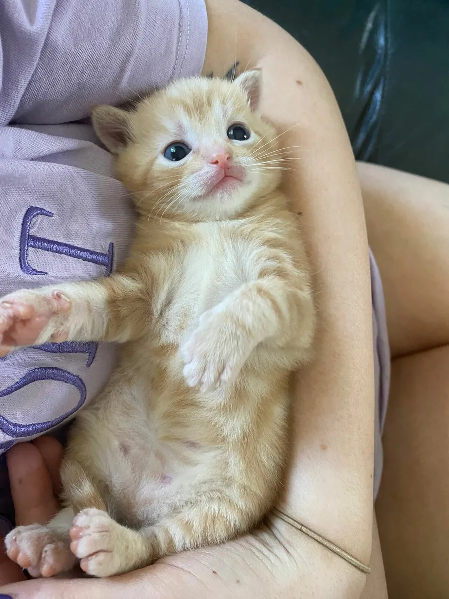 Kittens - Image 1