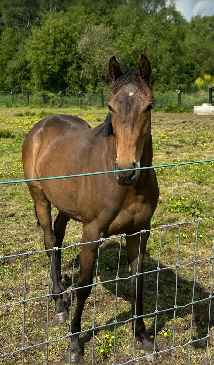 Thoroughbred - Image 1