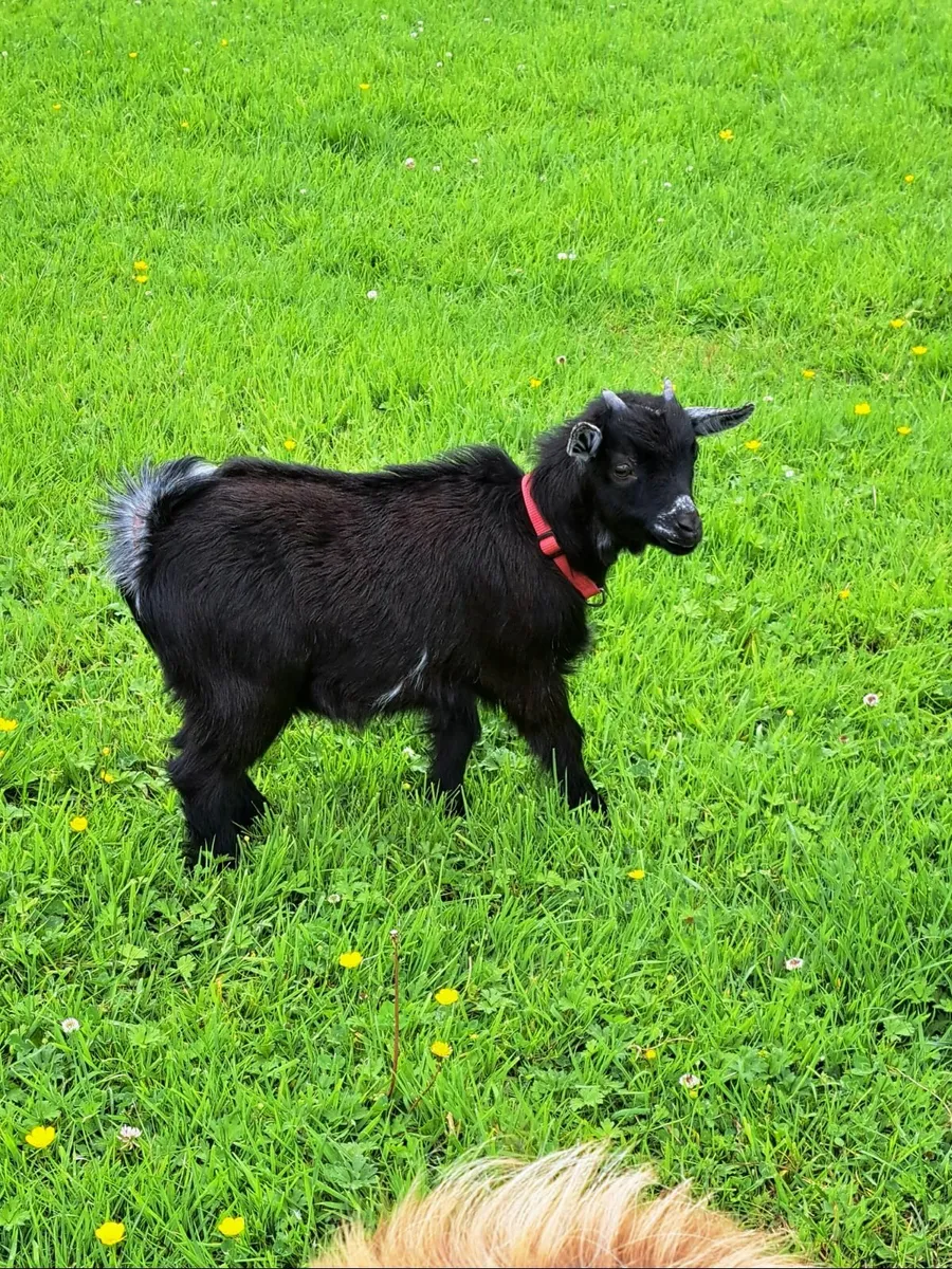 Pygmy Goat Wethers - Image 2