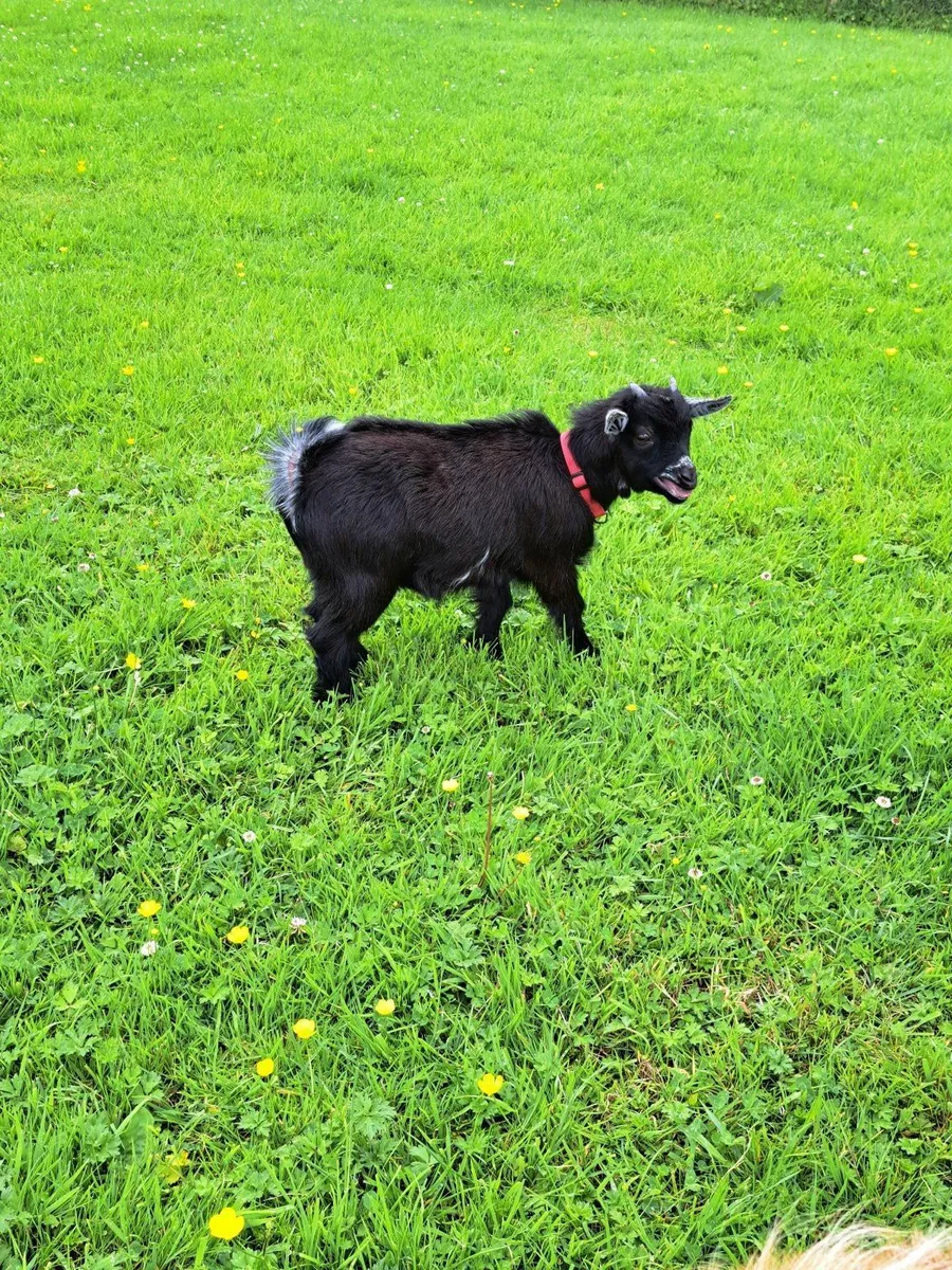 Pygmy Goat Wethers - Image 3