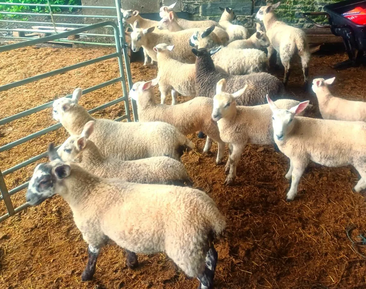 Spring Lambs - Image 4
