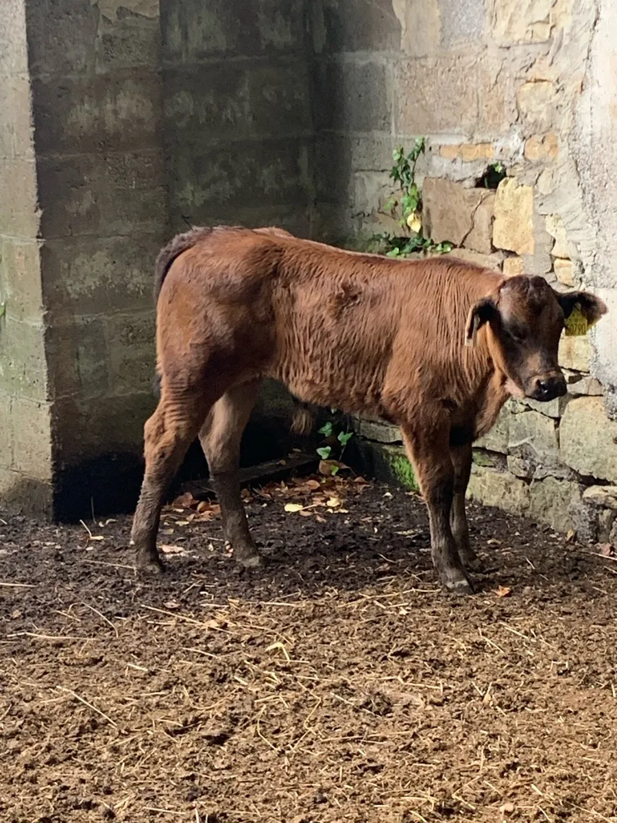 Suck Calf - Image 1