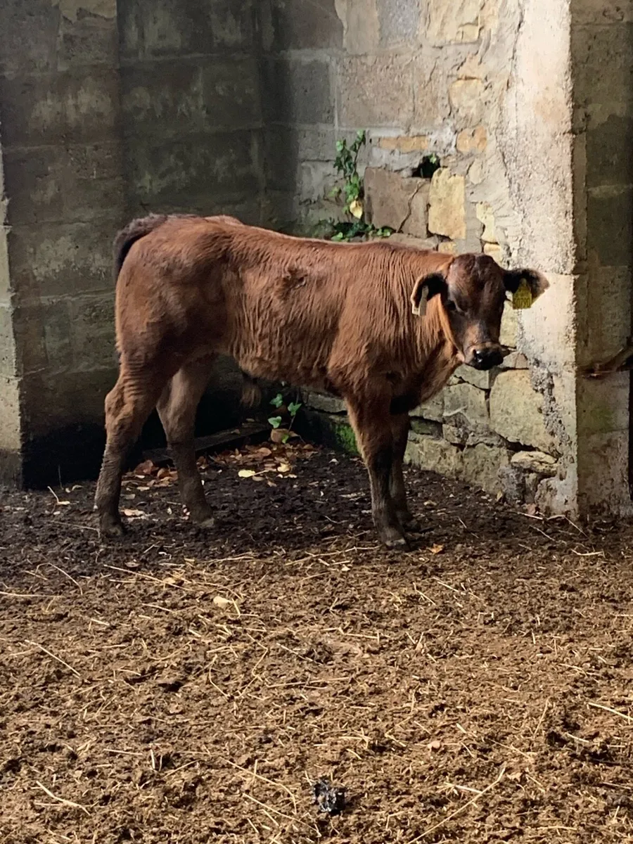 Suck Calf - Image 2