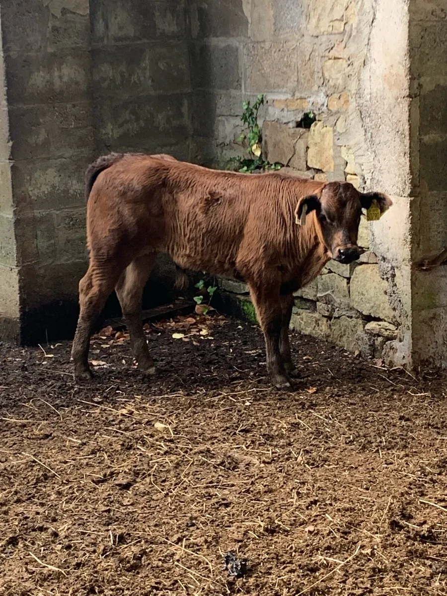 Suck Calf - Image 3