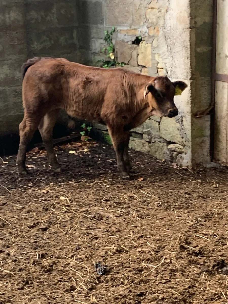 Suck Calf - Image 4