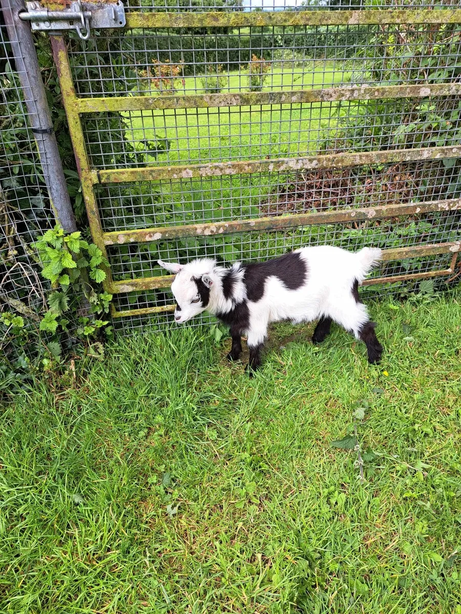 Pygmy Goat Wethers - Image 4