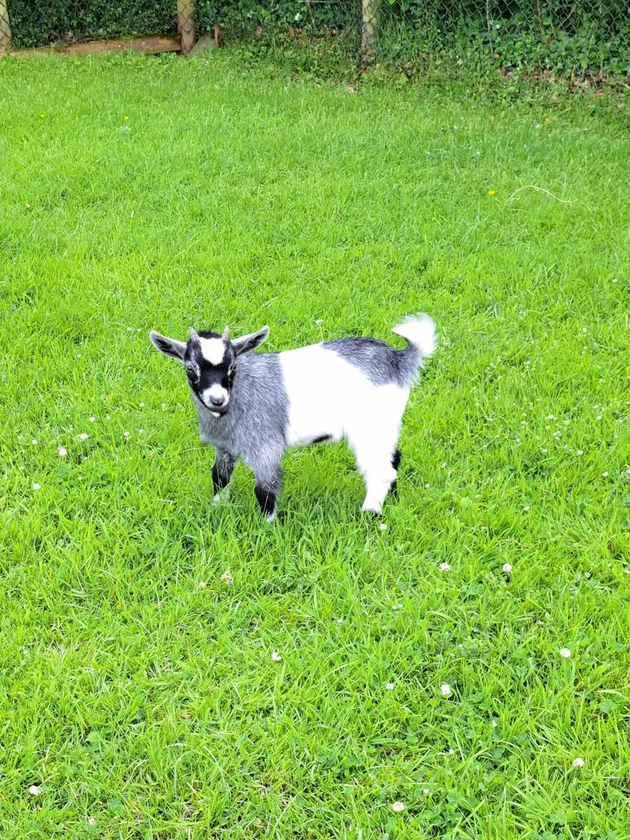 Pygmy Goat Wethers - Image 1