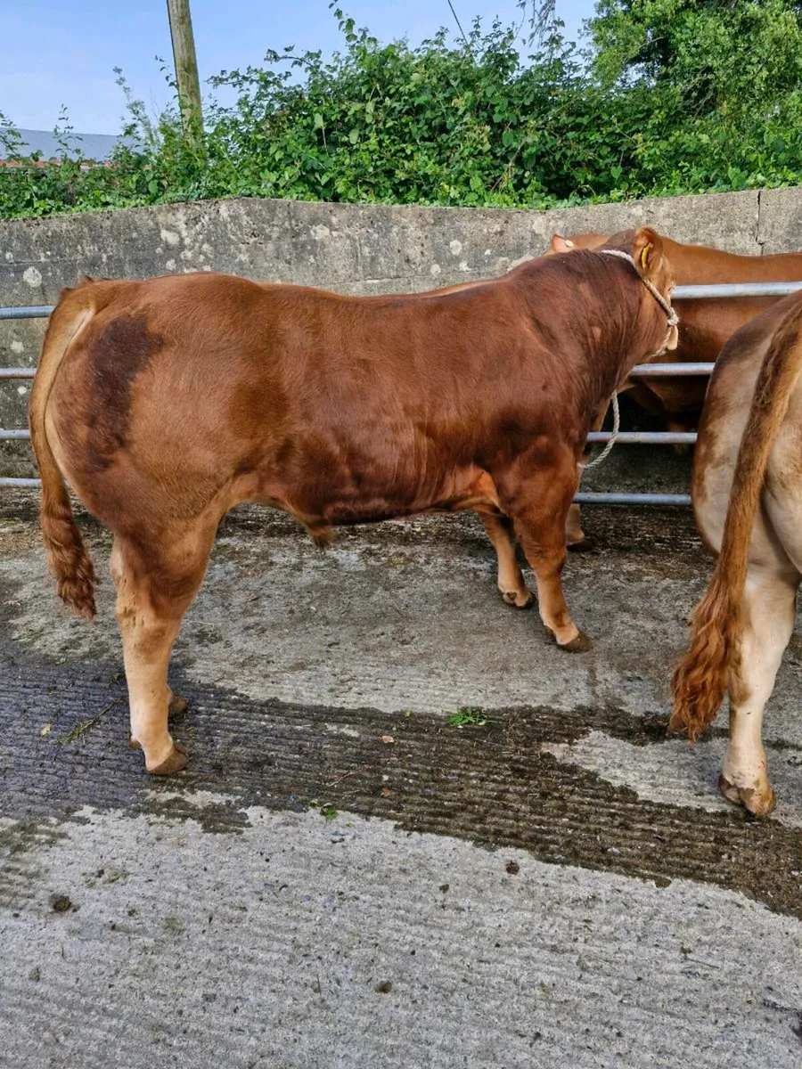Limousin Bull - Image 4