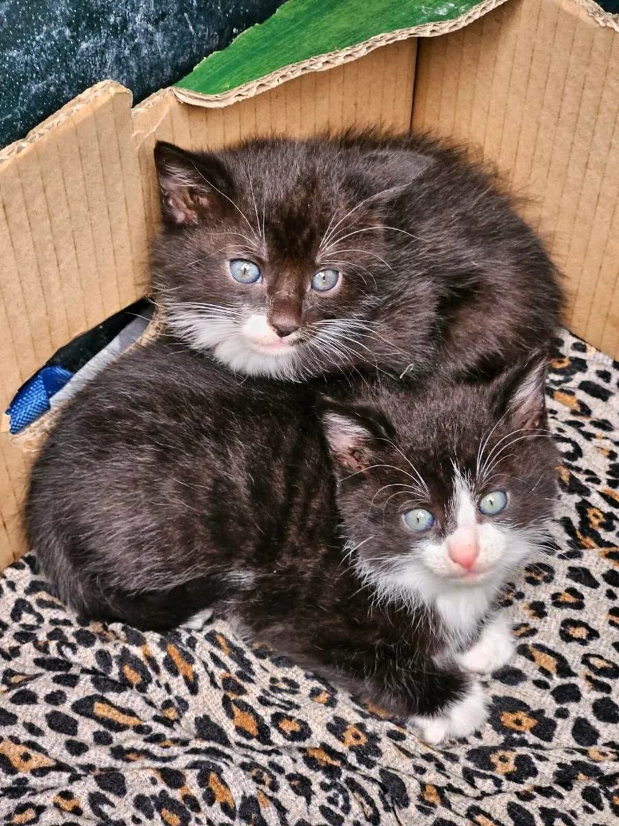 Kittens - Image 1