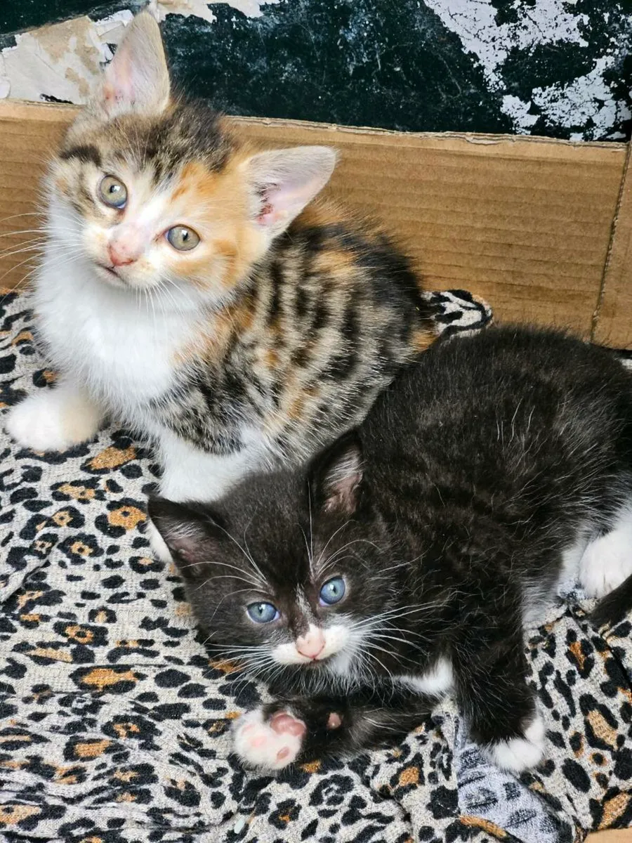 Kittens - Image 4