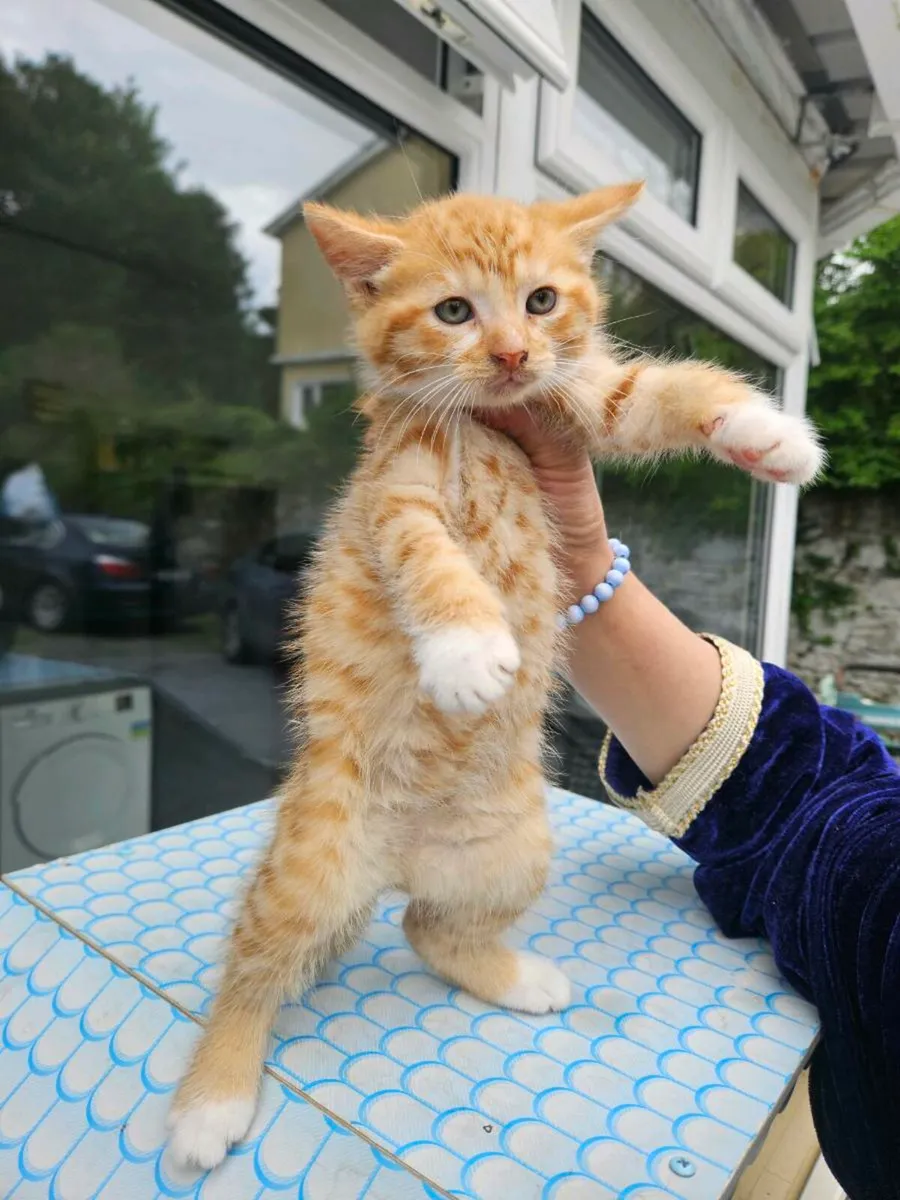 Kittens - Image 2