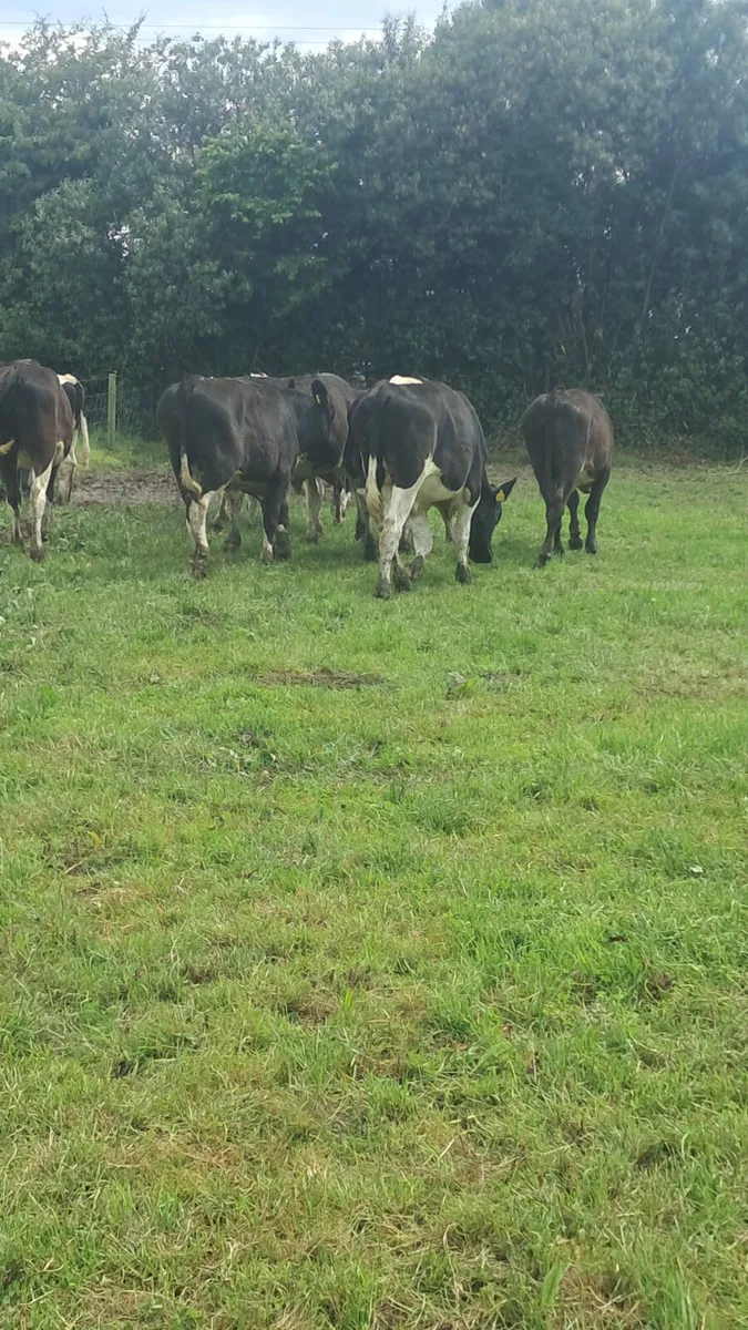 Friesian bullocks - Image 1