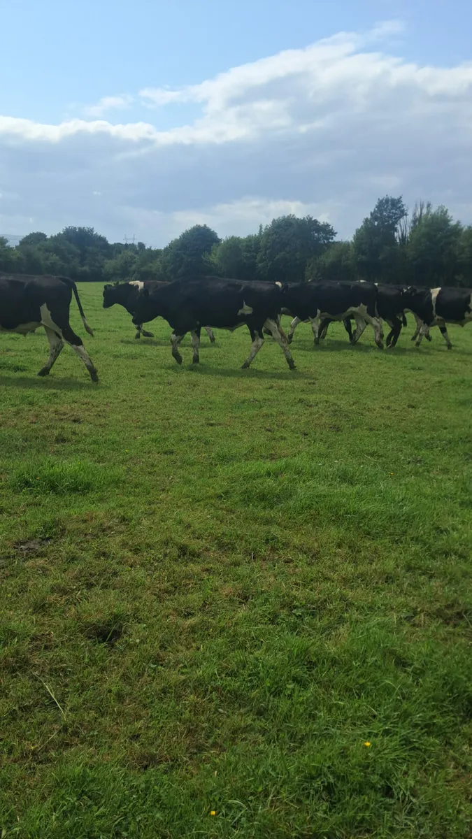 Friesian bullocks - Image 2