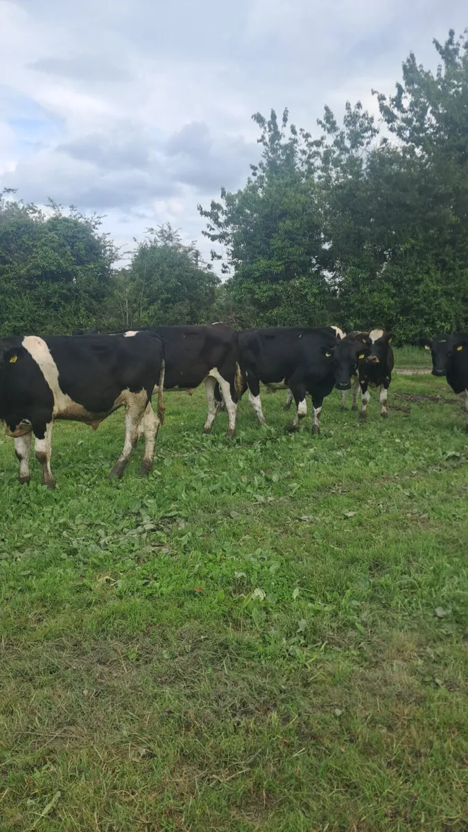 Friesian bullocks - Image 4