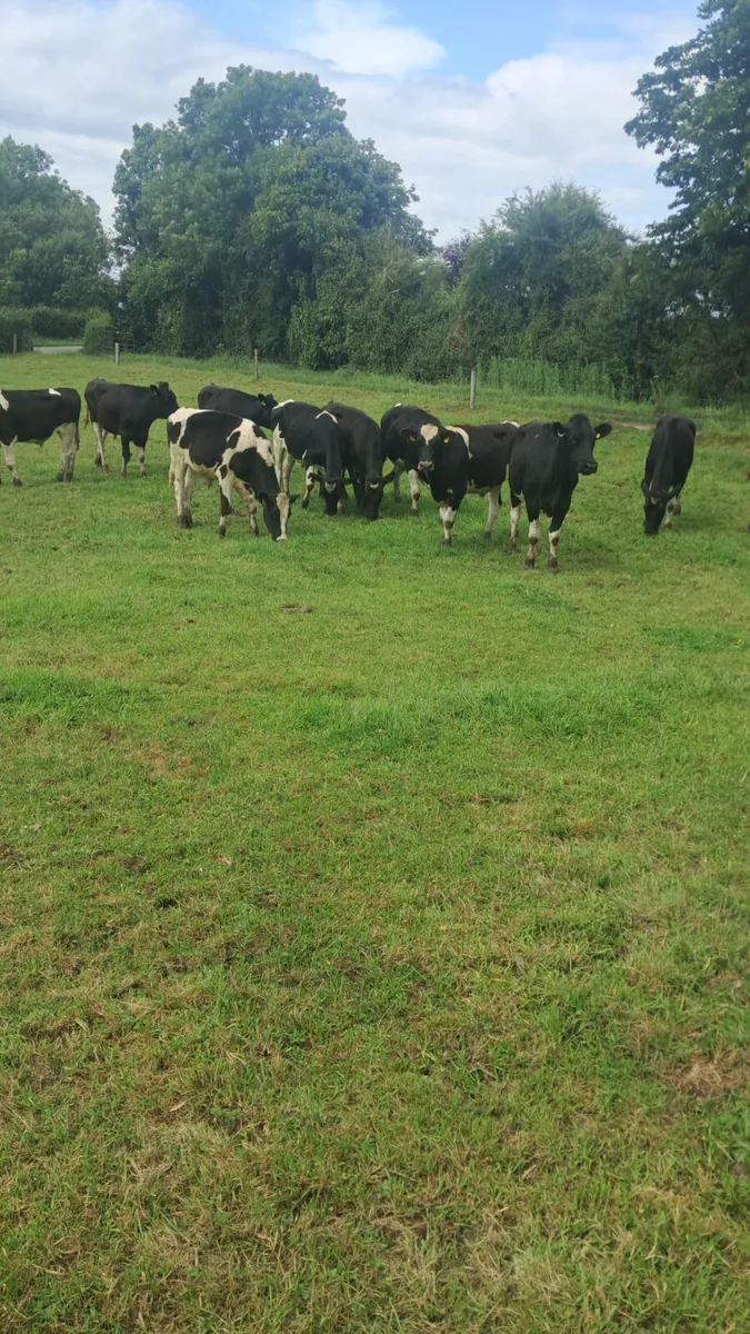 Friesian bullocks - Image 3