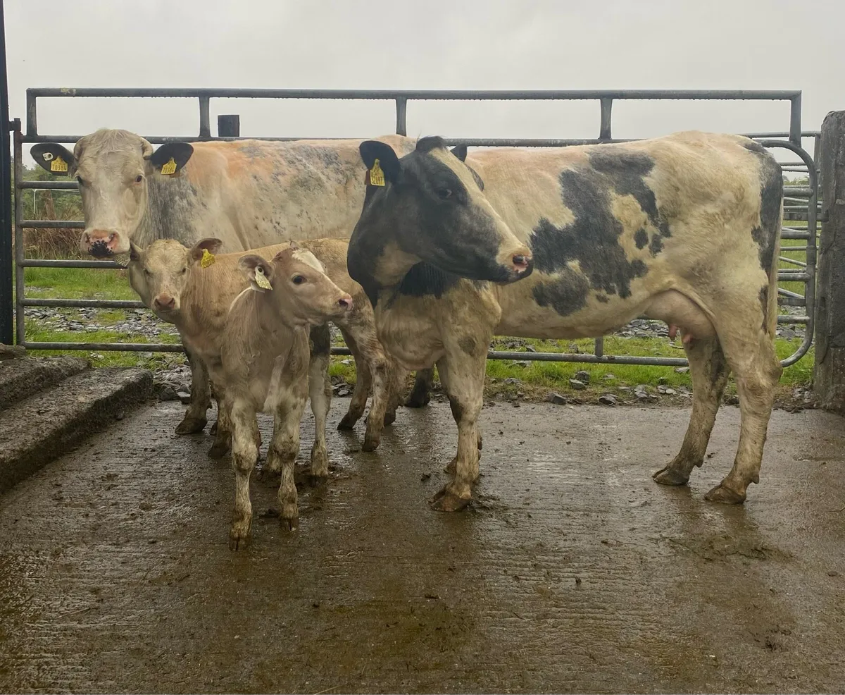 ⭐️2 Blue 5 Star Genotyped Cows and Heifer Calves⭐️ - Image 1