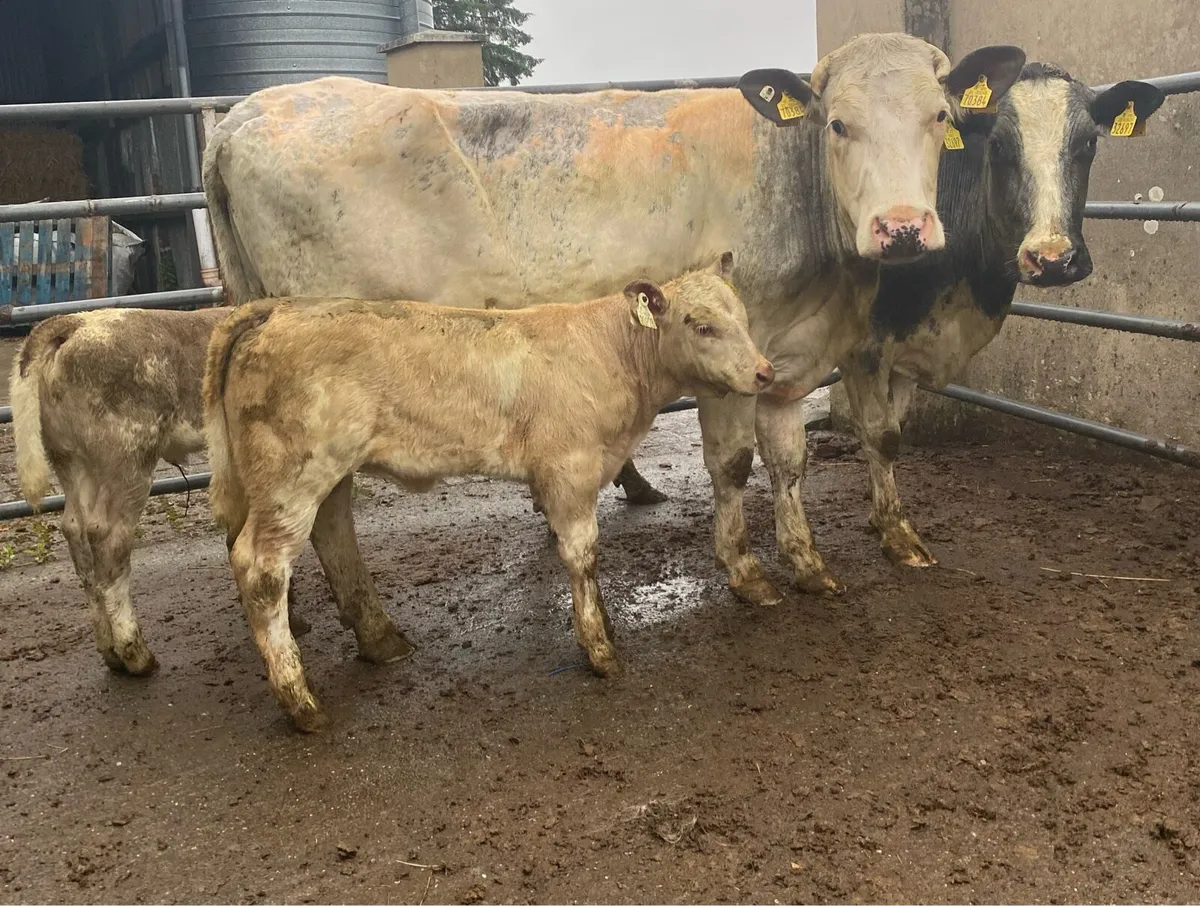 ⭐️2 Blue 5 Star Genotyped Cows and Heifer Calves⭐️ - Image 2