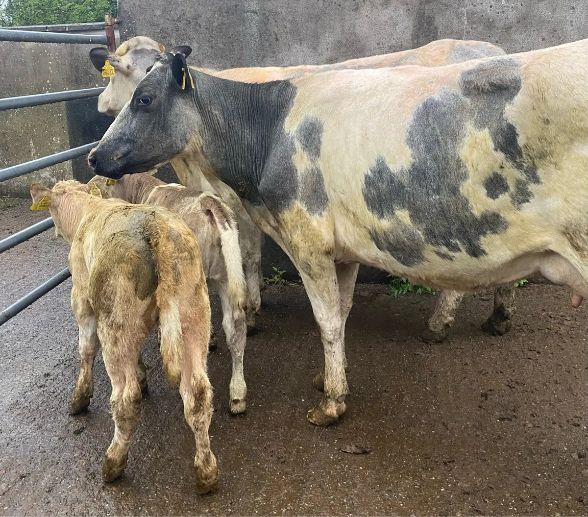 ⭐️2 Blue 5 Star Genotyped Cows and Heifer Calves⭐️ - Image 3