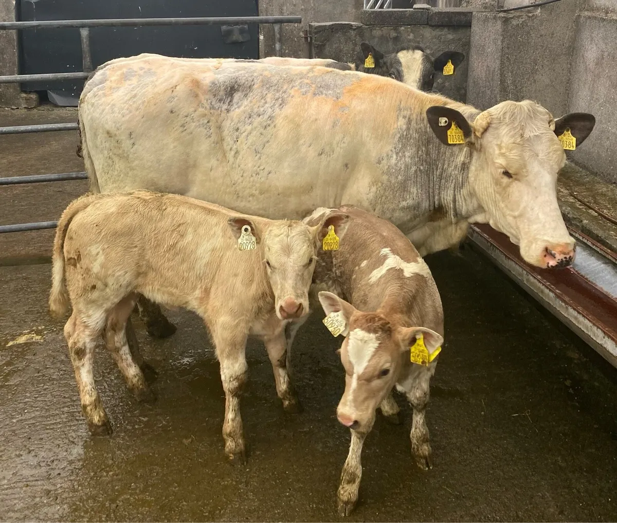 ⭐️2 Blue 5 Star Genotyped Cows and Heifer Calves⭐️ - Image 4