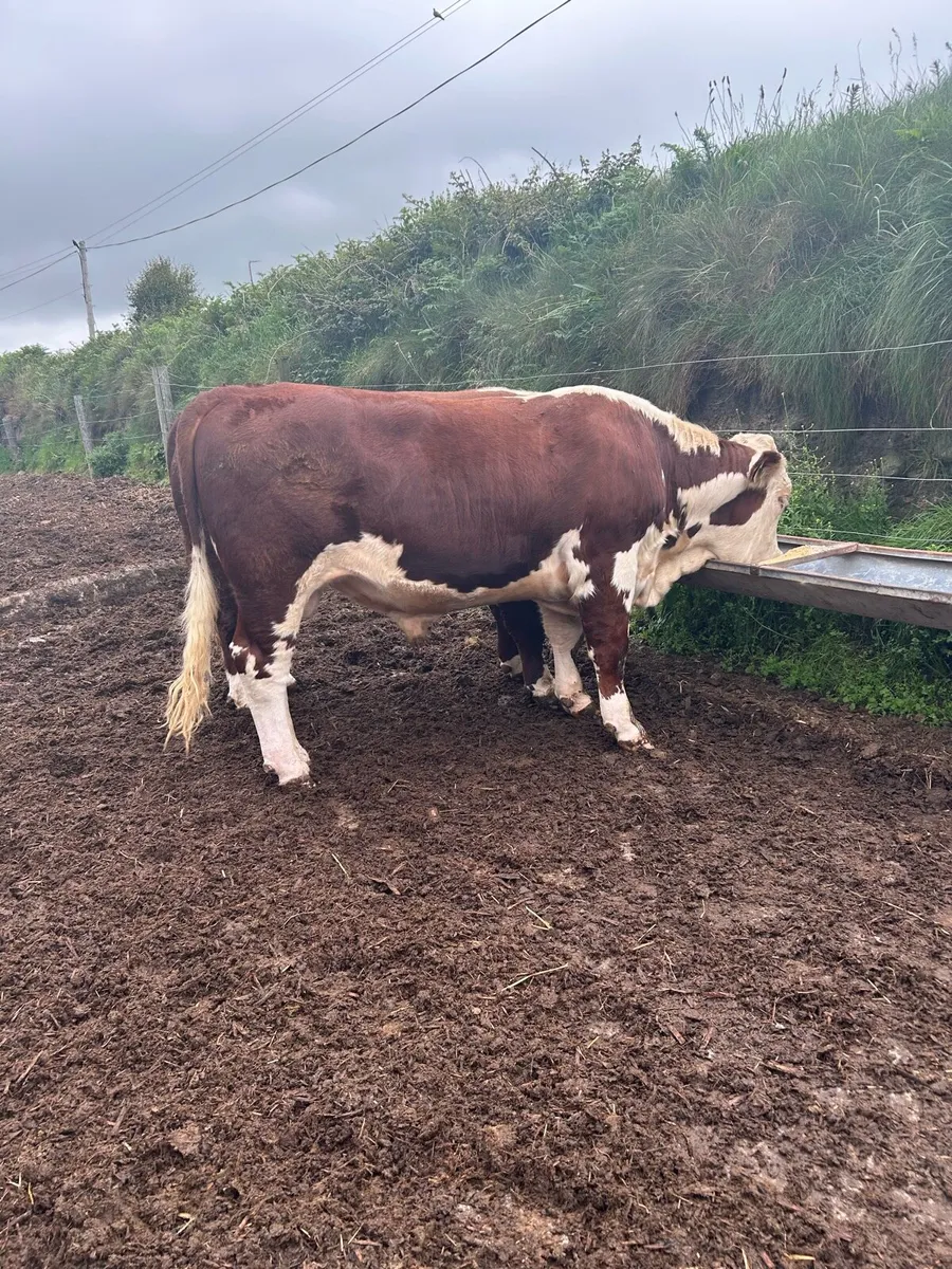 Pedigree Hereford Bull - Image 1