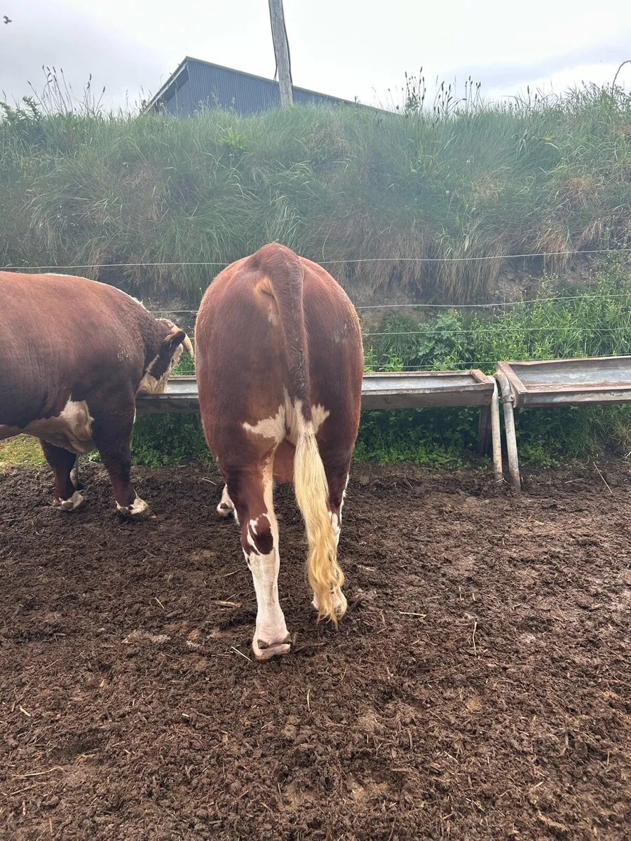 Pedigree Hereford Bull - Image 2