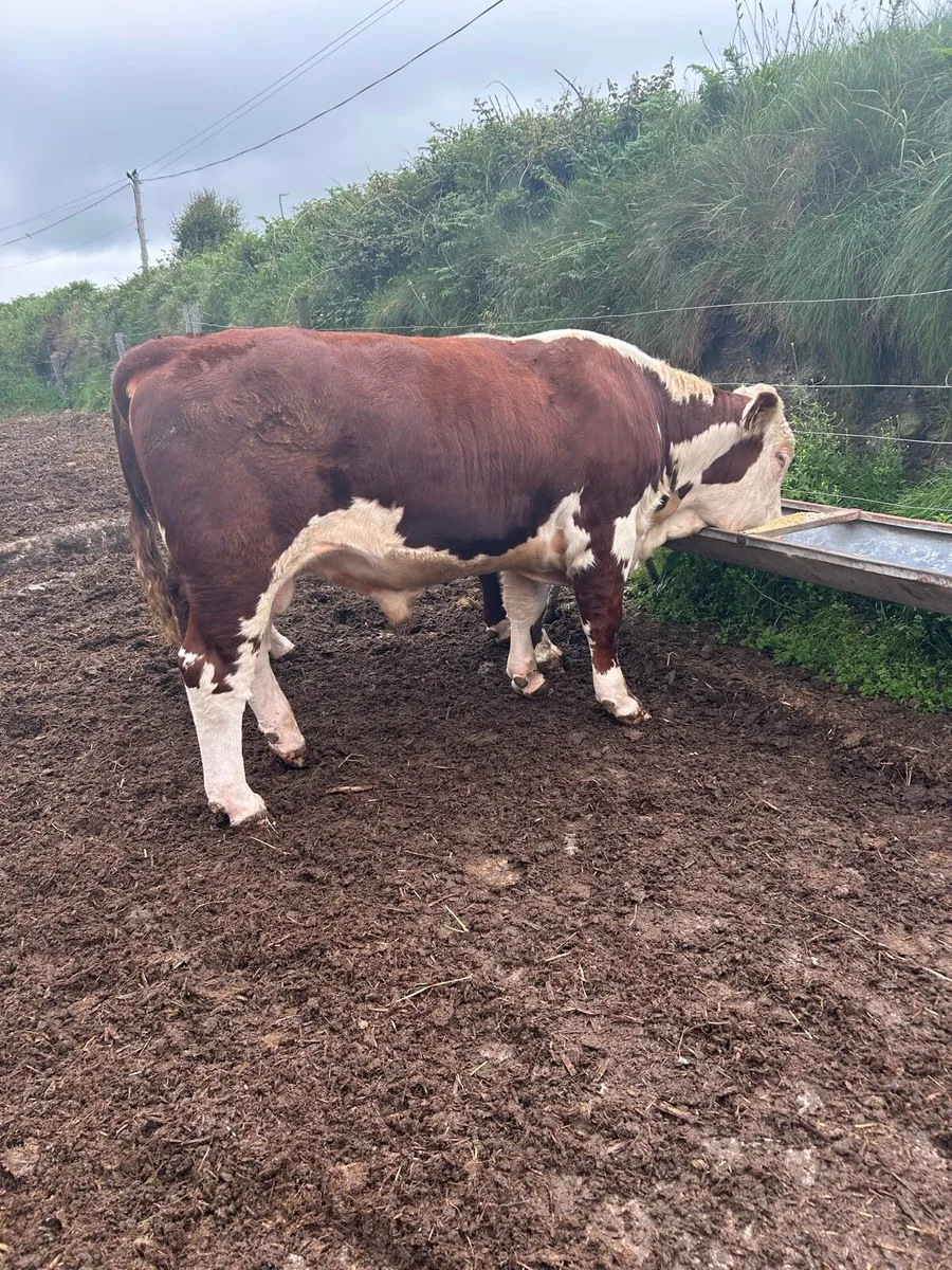 Pedigree Hereford Bull - Image 3