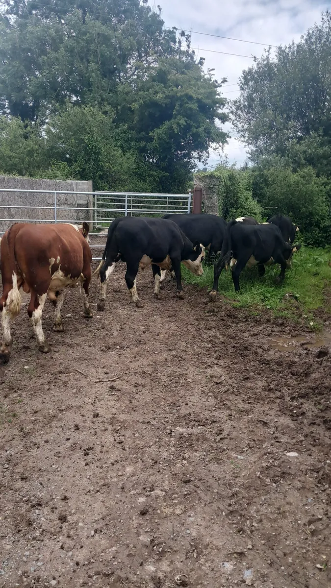 Hereford bullocks - Image 1